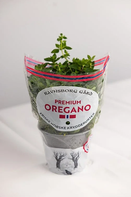 Oregano  ø14cm premium   potte