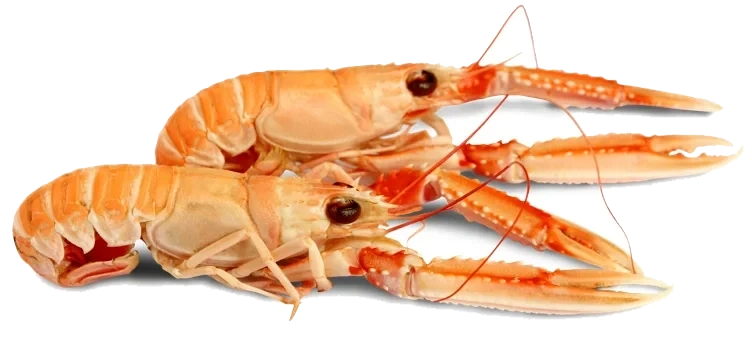 Sjøkreps kokt   ca15kg   kg