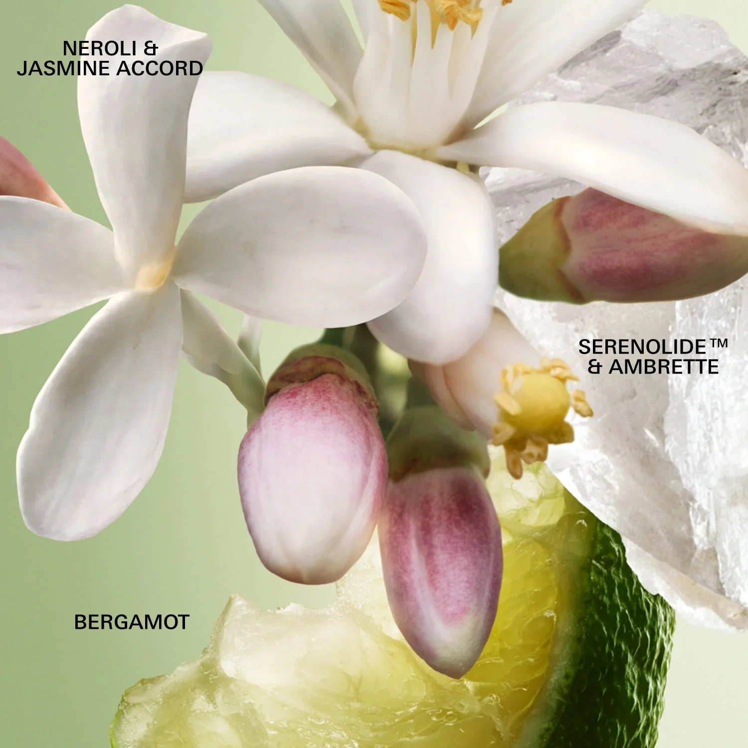 Prada Paradoxe Virtual Flower