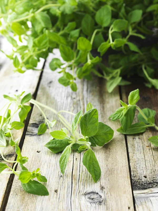 Oregano