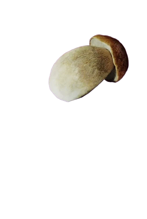 Tørket steinsopp           20g