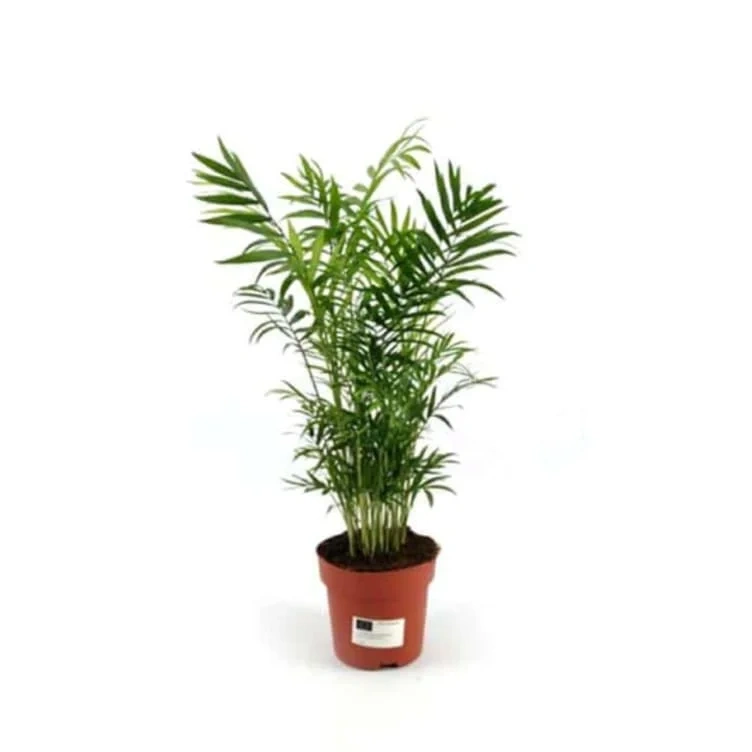 Chamaedorea 17 Cm