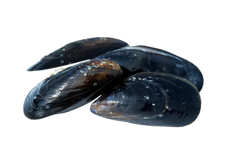 Blåskjell ferske løsvekt   kg