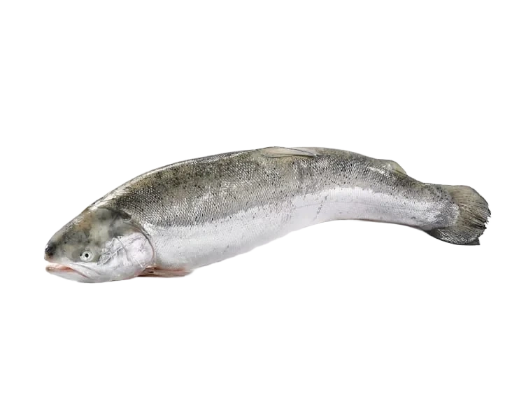 Hel ørret Oppdrett