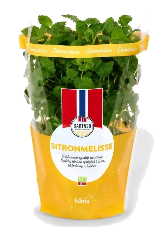 Sitronmelisse 12cm Stor Potte