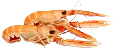 Sjøkreps kokt   ca15kg   kg