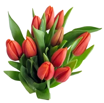Tulipaner 10stk