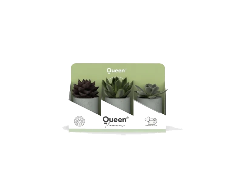 Sukkulent Mix 3pk