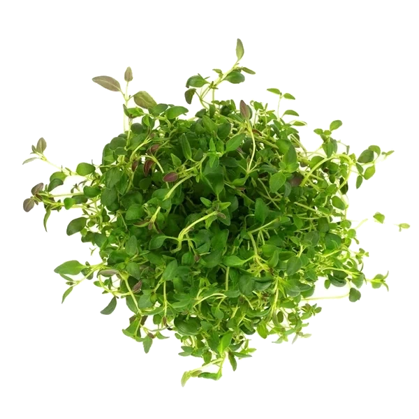 Urt Timian Norske 100g