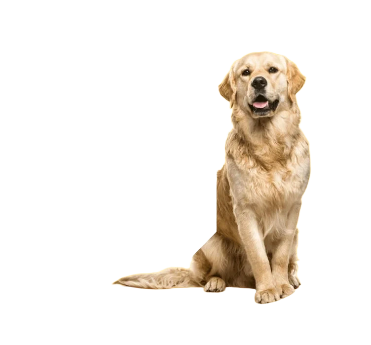 Hundmat fågel