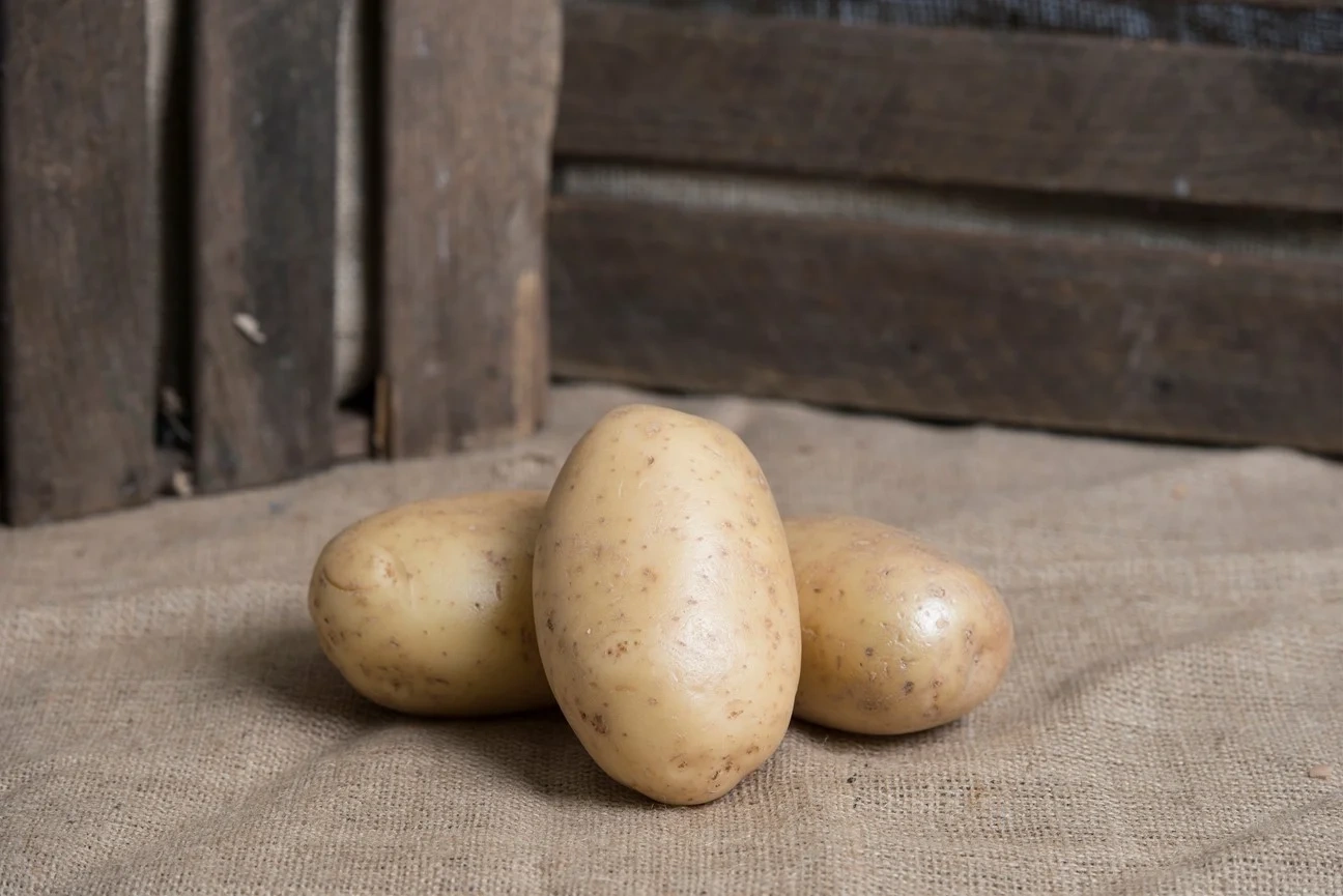 Potatis Gul Fast Tvättad 45-50mm