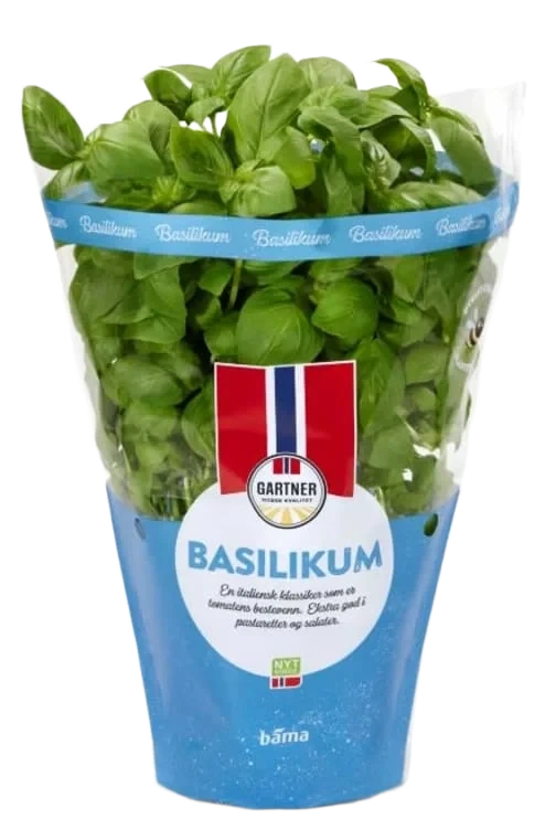 Basilikum 12cm Stor Potte