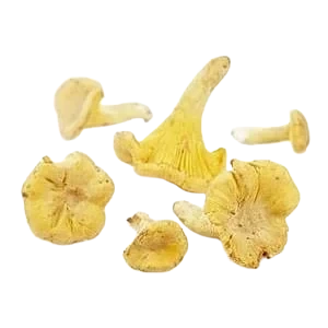 Sopp kantareller  kg