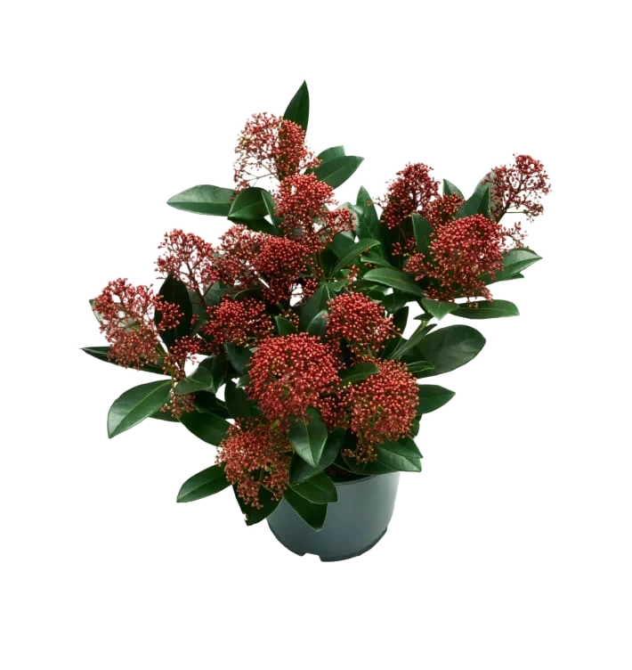 Skimmia 13cm