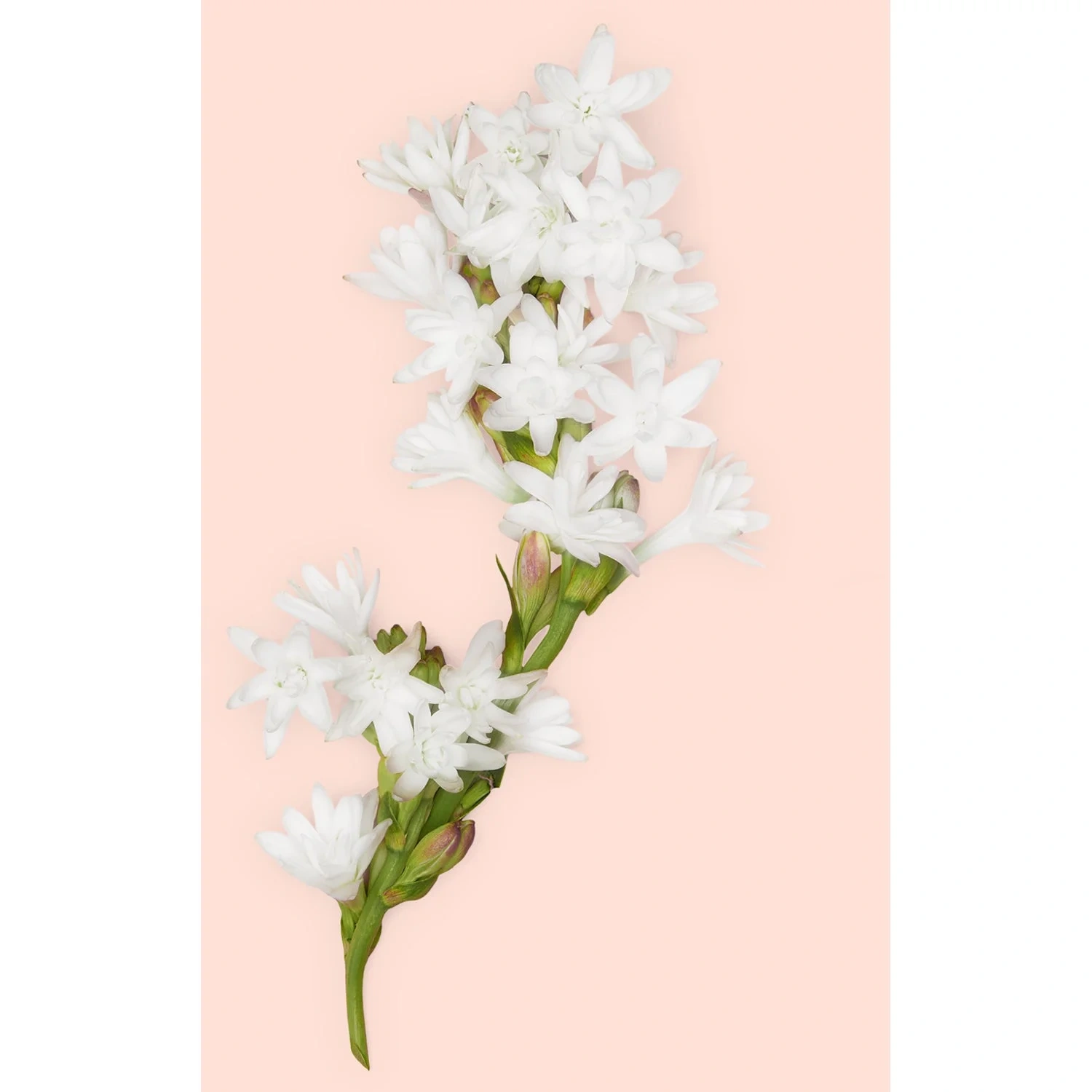 Gucci Bloom Eau de Parfum Intense 30 ml