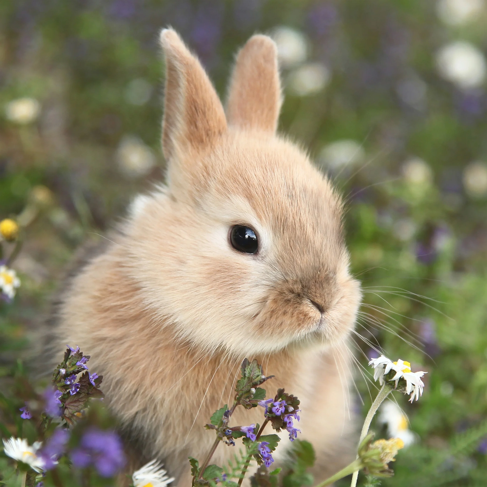 Tissueservett Bunn