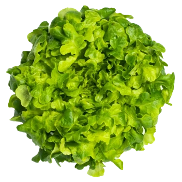 Green Oak Løsvekt Salat Spiseklar Grønn Ekeblad 1.5kg Onna