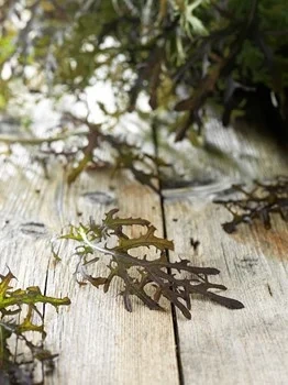 Menigo Färskvaruhallen Sareptasenap röd