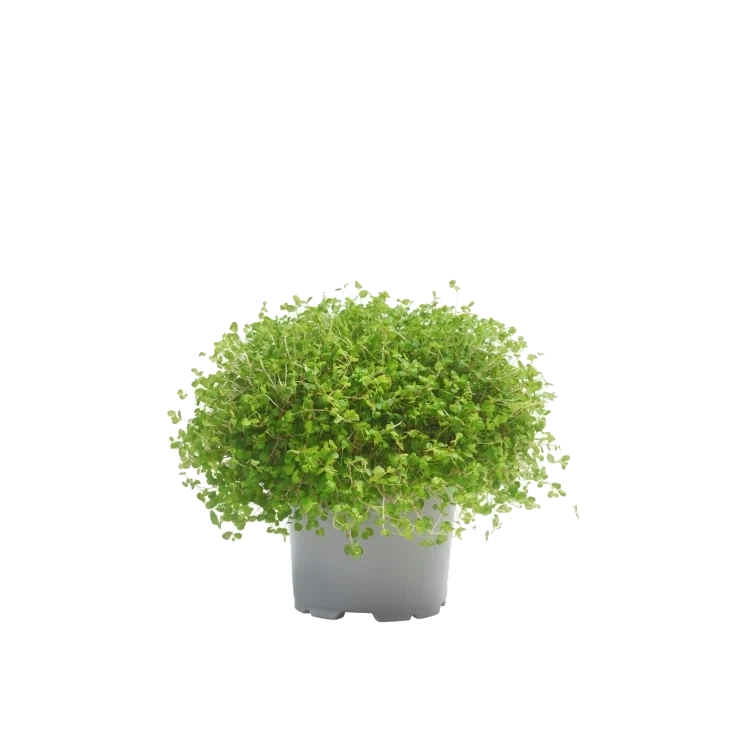 Husfred 13cm