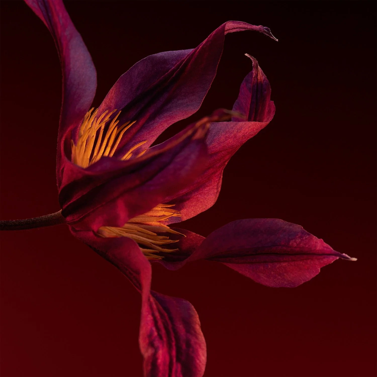 Hugo Boss The Scent For Her Elixir