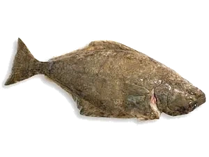 Kveite hel oppdr 3-5kg m/h løs   kg