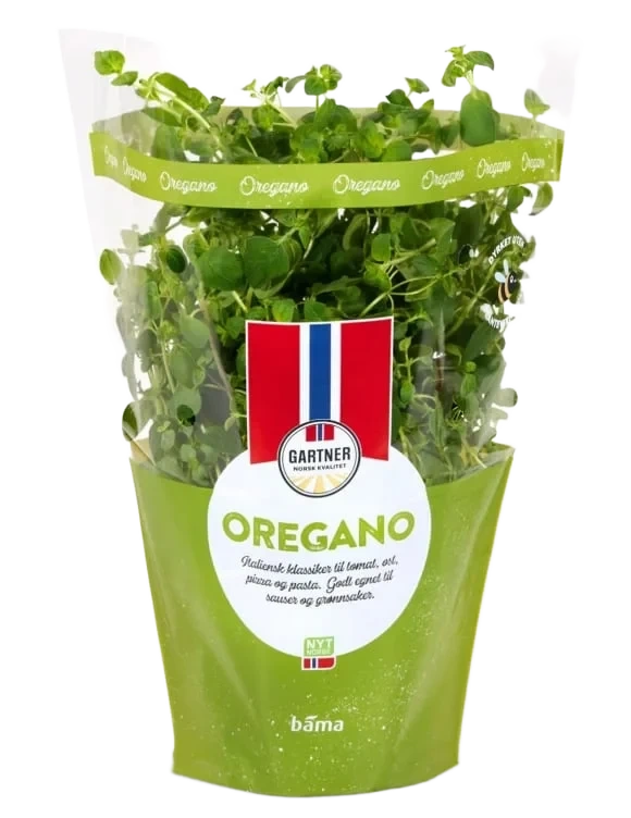 Oregano 12cm Stor Potte