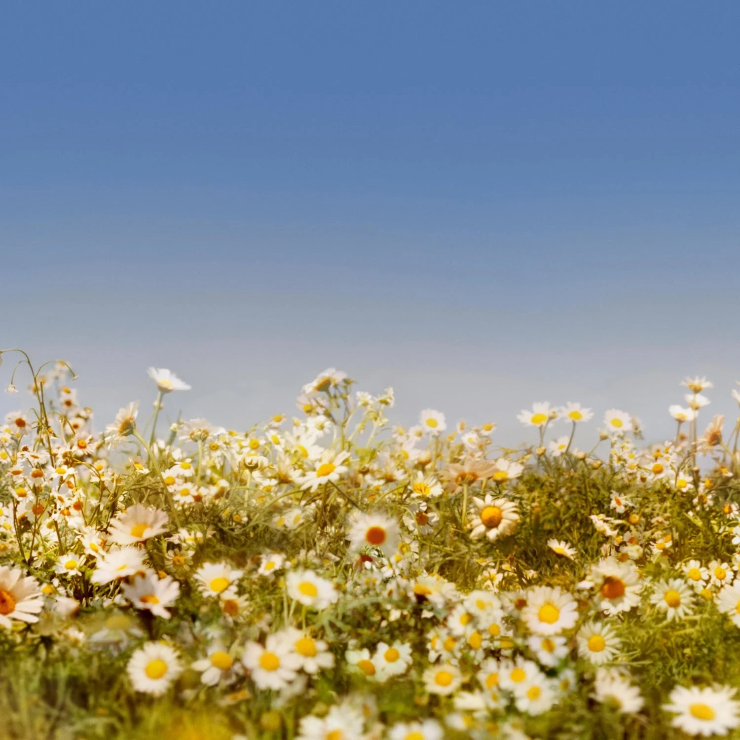 Marc Jacobs Daisy