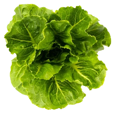 Romano Salat Spiseklar Løsvekt 1,5kg Onna