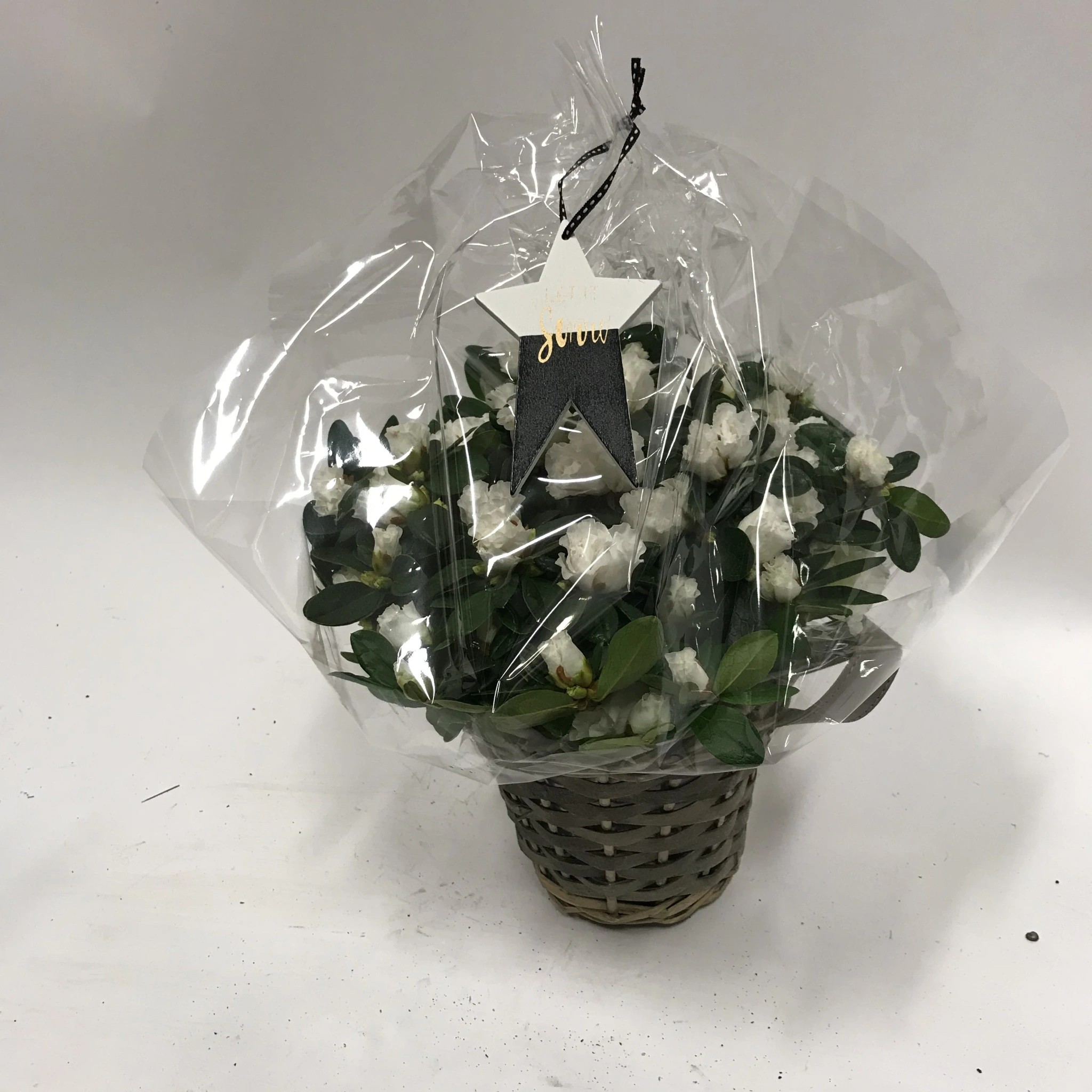 Azalea 14cm Hvit