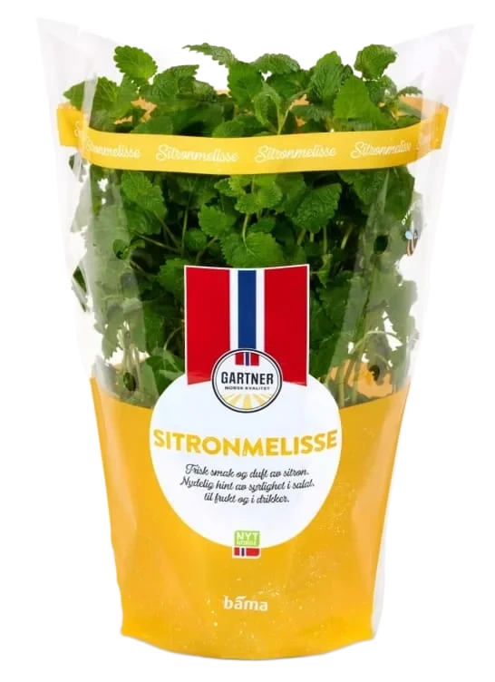 Sitronmelisse 12cm Stor Potte