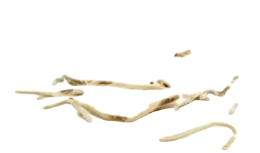 Pasta Scialatielli 11cm Lengd 1,5 kg Labr Tortl