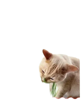 Dogman Kattgräs