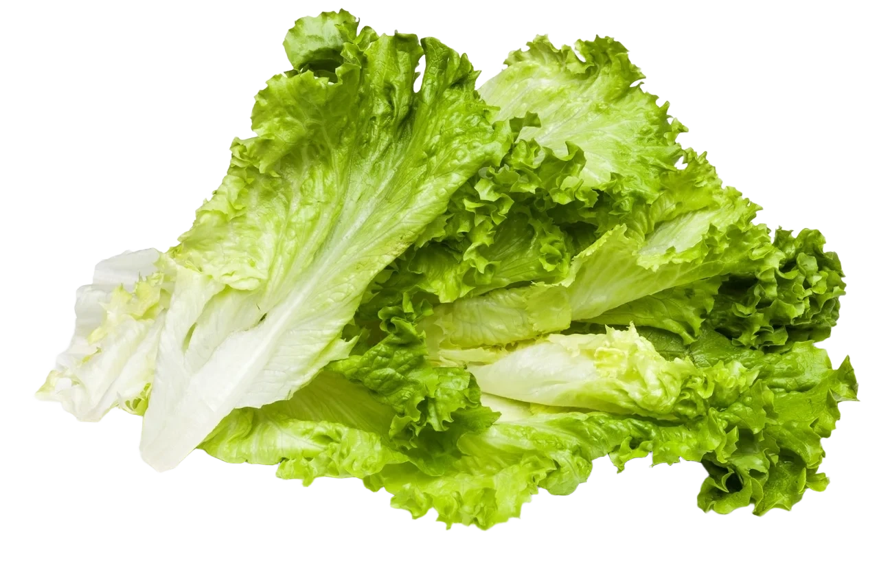Bama FS Gröna Hela blad
