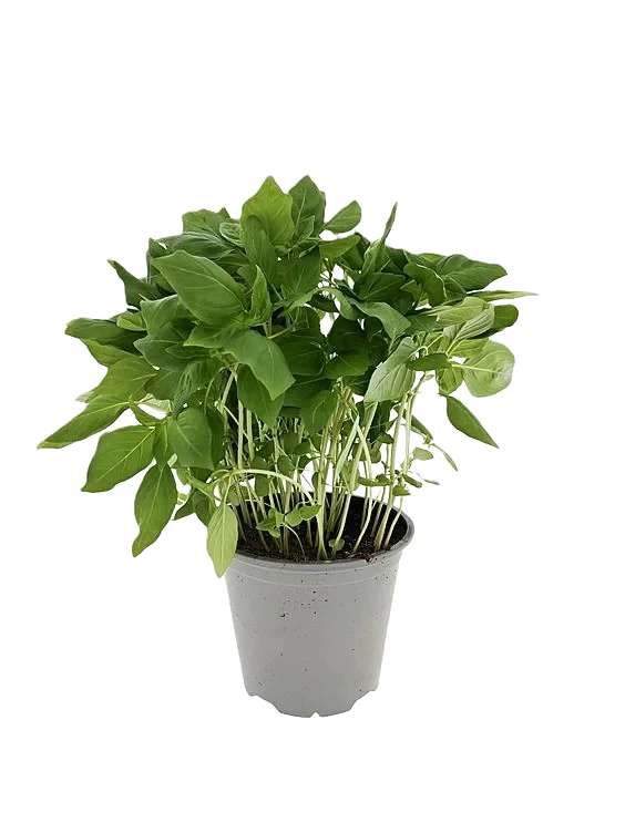 Thai Basilikum 650g Ravnsborg