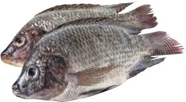 Tilapia renset fryst 800g