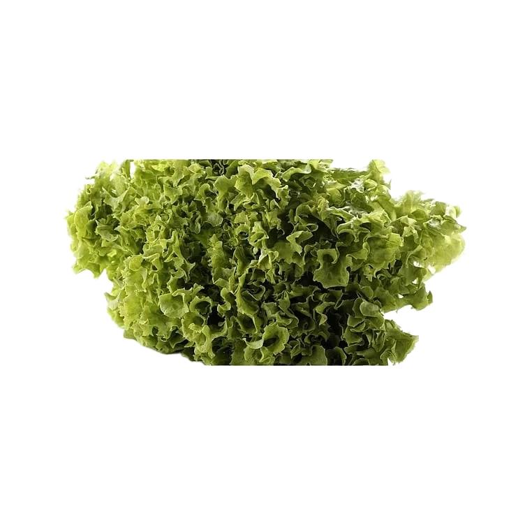 Fantastisk fersk frukt & grønt Salat lollo grønn blader 2kg
