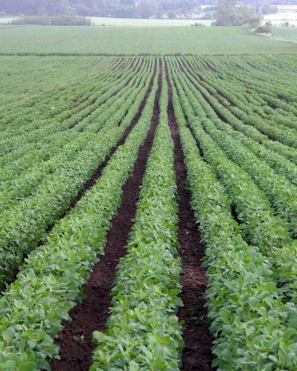 Quinoa Titicaca KRAV