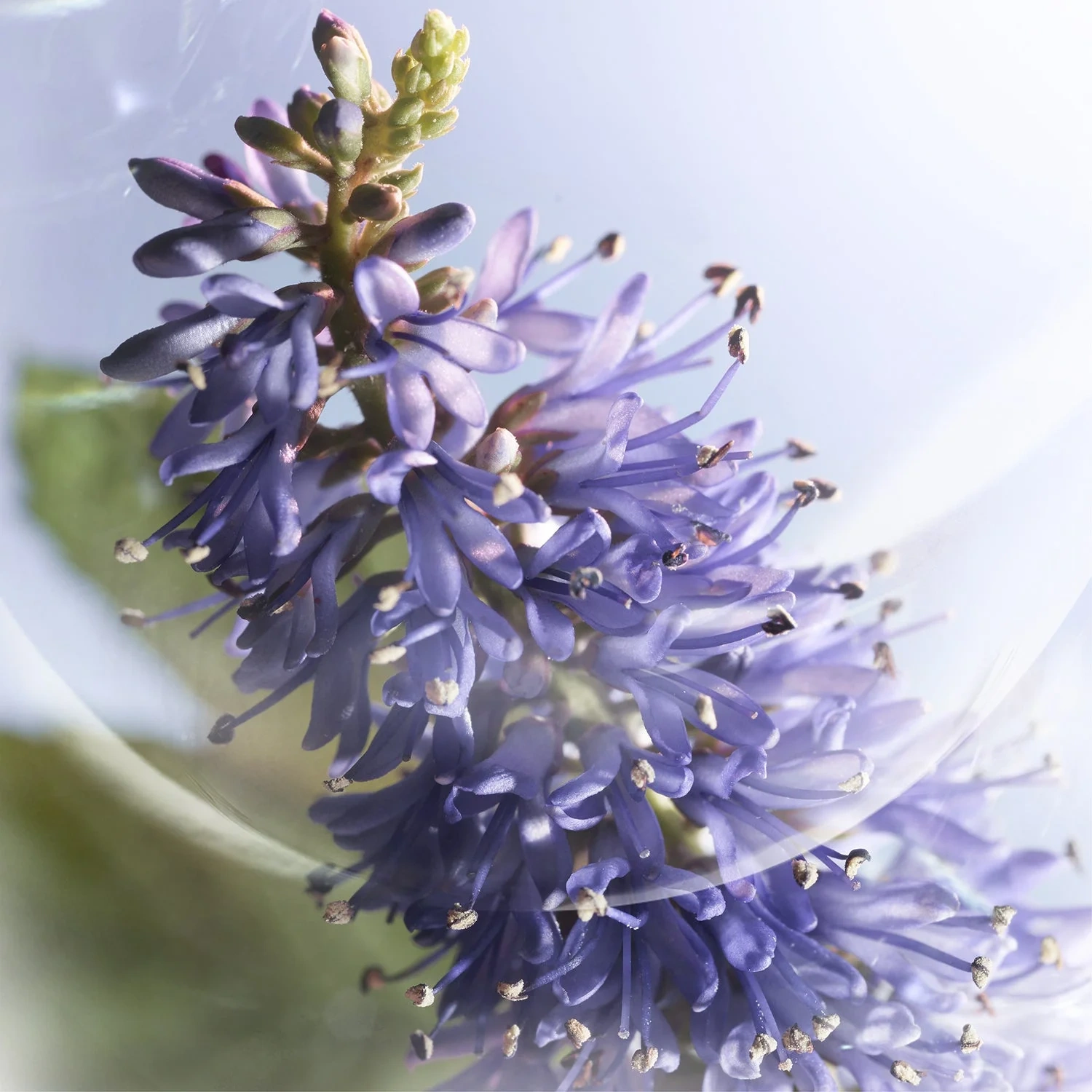 Lancôme La Vie est Belle Iris Absolu