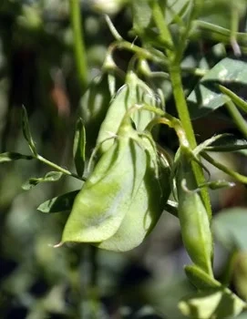 Nordisk Råvara Korallins Rosana