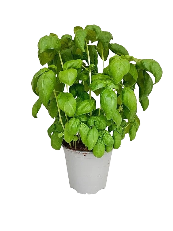 Basilikum 750g Ravnsborg