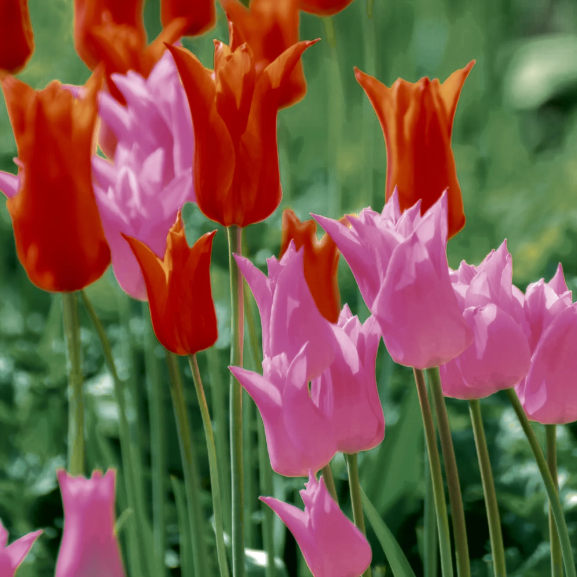 Tissueserv Garden