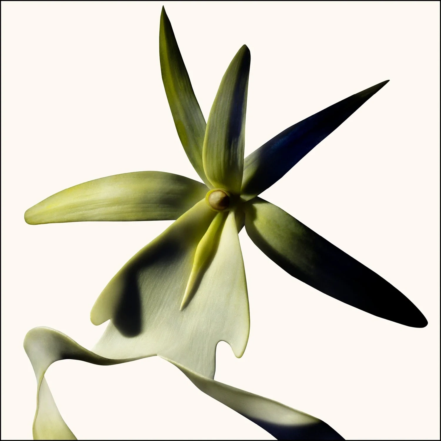 TOM FORD Black Orchid Reserve 100 ml