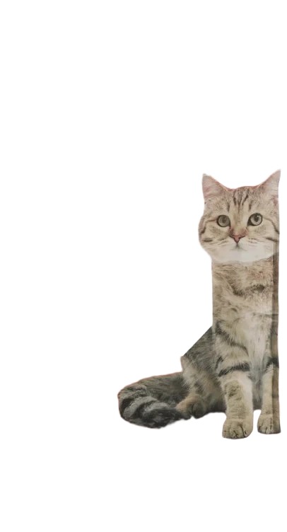 Tørrfor Katt 2kg First Price