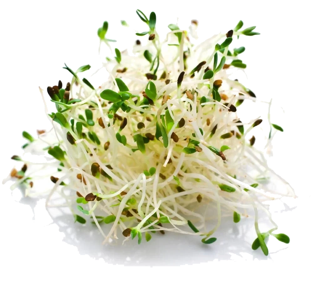 Økologiske Alfalfaspirer Norge, 100 g