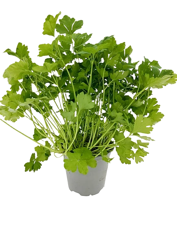 Bladpersille Premium Urt Langtidsholdbar