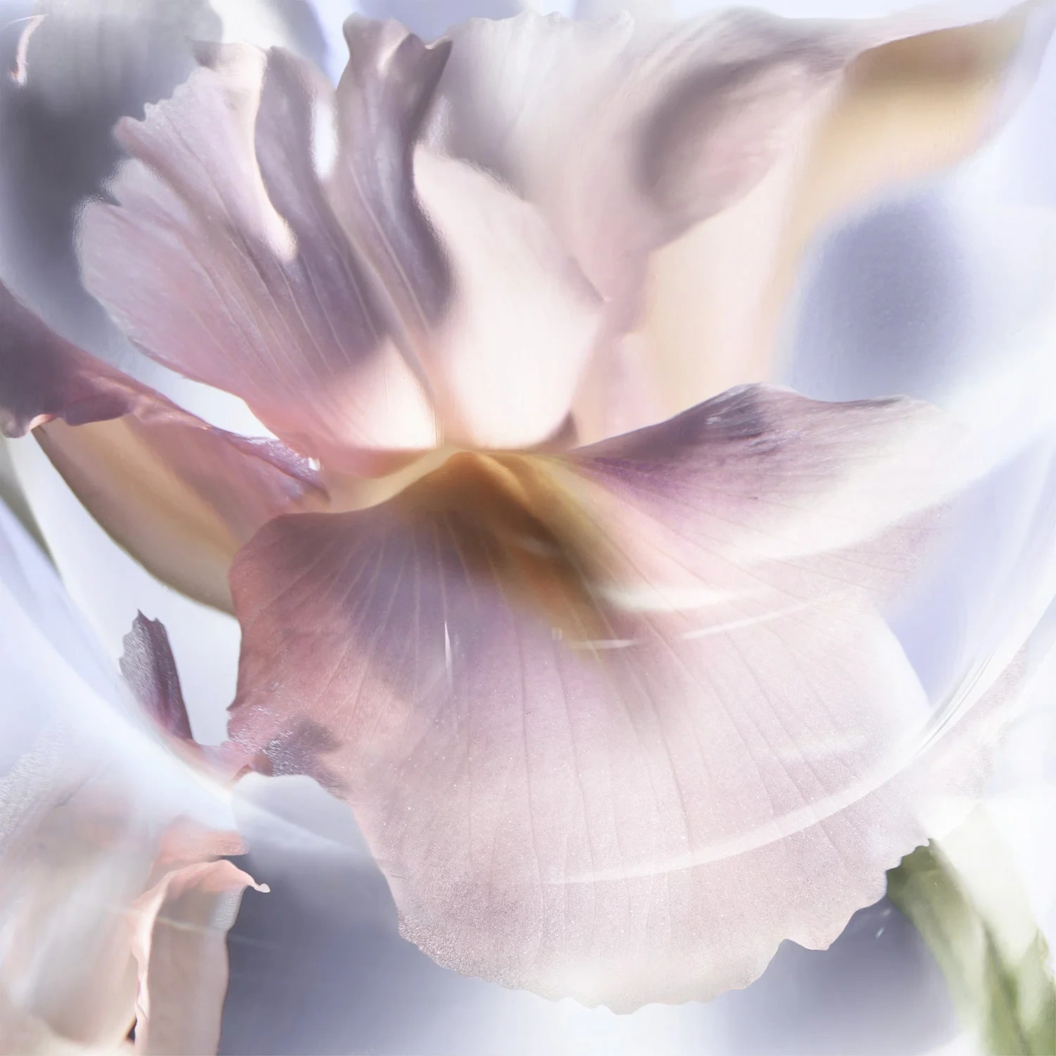 Lancôme La Vie est Belle Iris Absolu