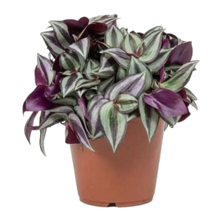Tradescantia 12cm