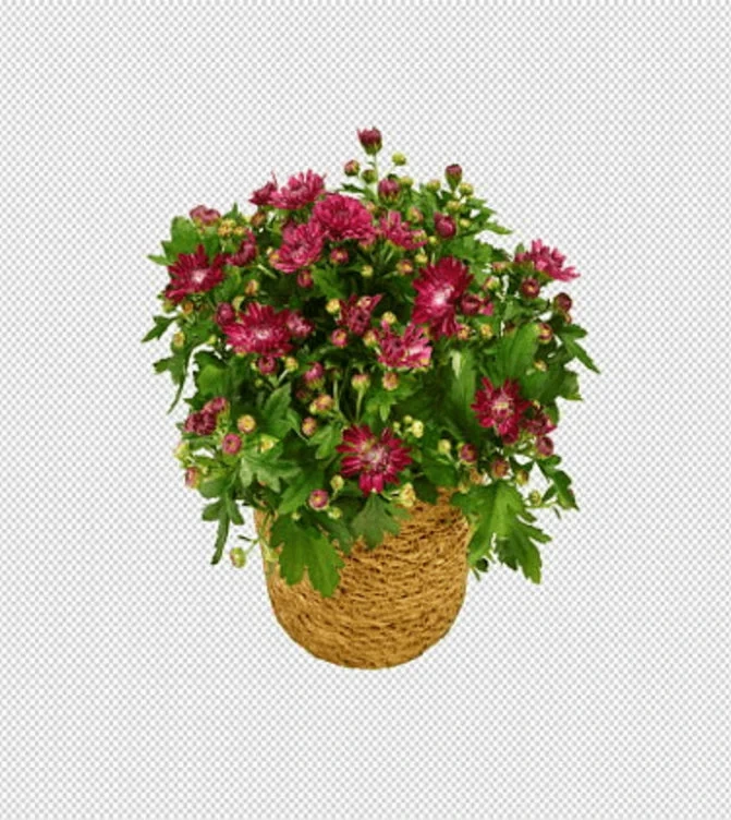 Krysantemum 14cm