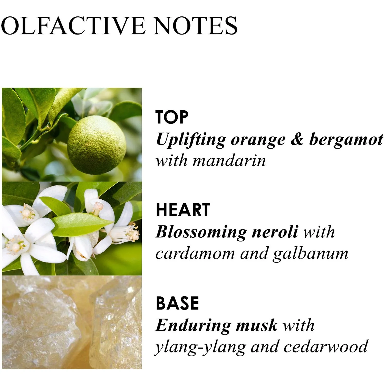 Molton Brown Orange & Bergamot Hand Cream