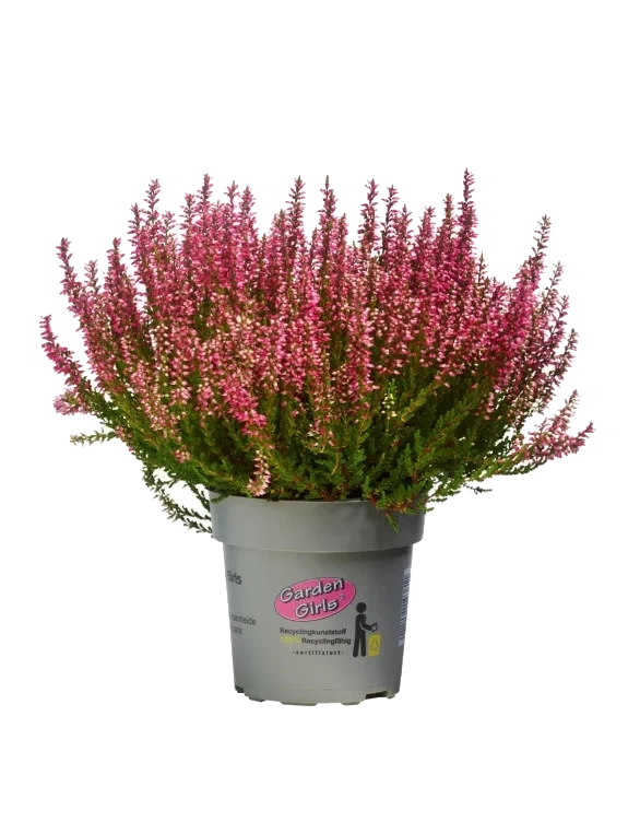 Calluna Lyng Garden Girl